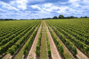 出售:位于安特尔-德梅尔地区的迷人酒庄,拥有优质土壤、优质葡萄酒和美丽的城堡住宅