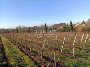 出售 6.86 公顷小型葡萄园,农场建筑状况良好