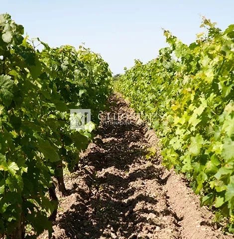 For sale prestigious vineyard in the Medoc