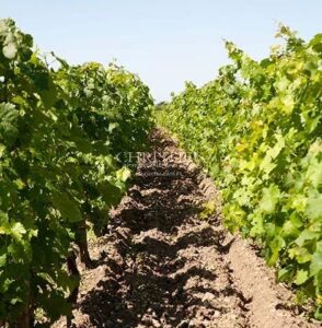 A vendre vignoble prestigieux dans le Médoc
