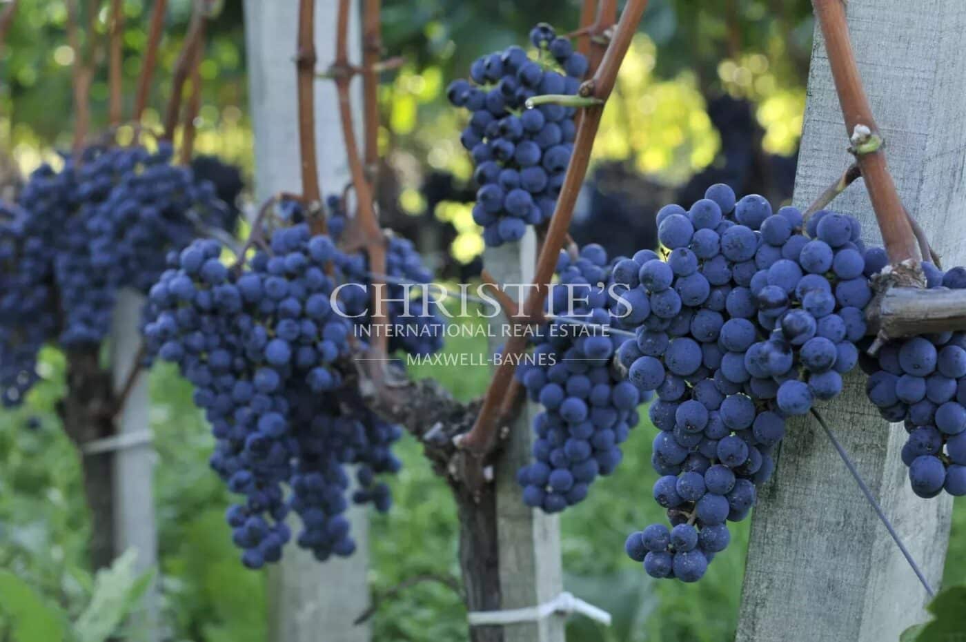 Domaine viticole avec une belle superficie, une demeure de charme et un gîte