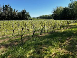 Domaine viticole avec une belle superficie, une demeure de charme et un gîte