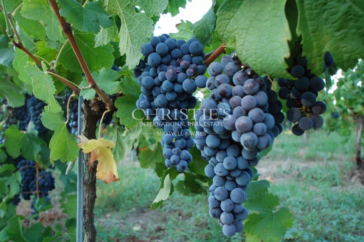 出售状况极佳的交钥匙葡萄园庄园!