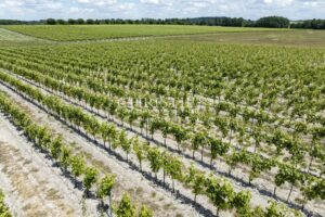 Attractive Cognac property for sale