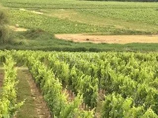 A vendre Vignoble familial près de Saint-Emilion