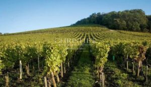 A vendre 13ha d'un seul tenant en AOC Saint-Emilion Grand Cru