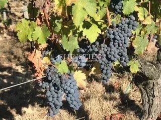 出售位于圣埃美隆附近的家族酒庄地产