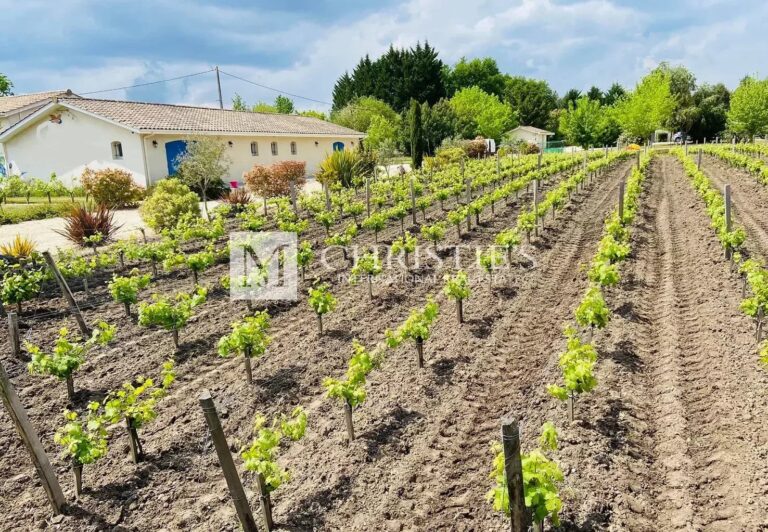 For sale small vineyard in AOC Haut Médoc: vines and winery