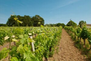 Lovely 3-hectare hobby vineyard - 1.75 ha of vines in AOC Côtes de Bordeaux