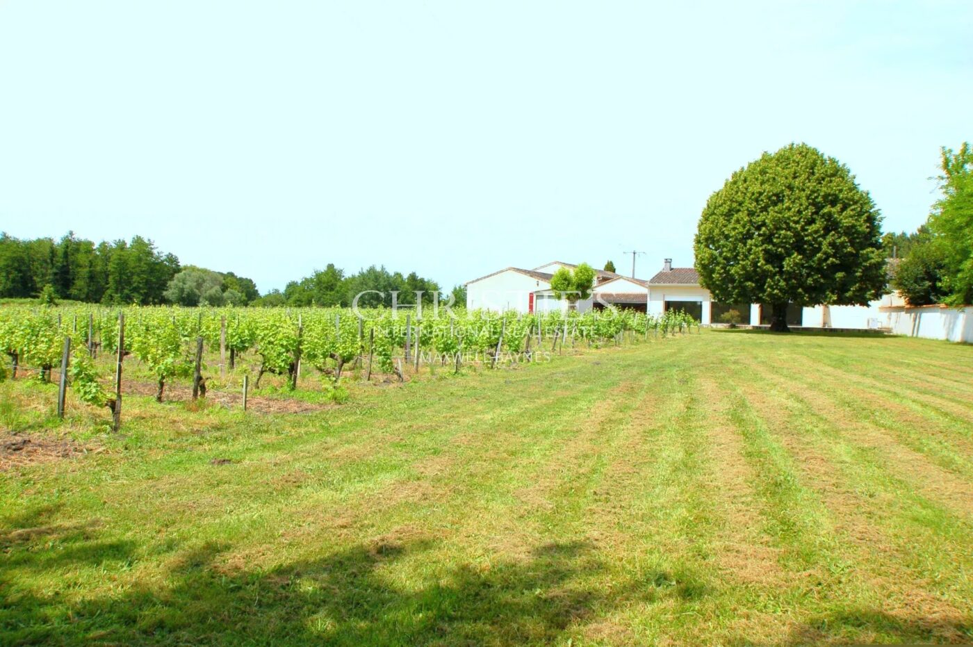 Lovely 3-hectare hobby vineyard - 1.75 ha of vines in AOC Côtes de Bordeaux