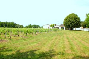 Lovely 3-hectare hobby vineyard - 1.75 ha of vines in AOC Côtes de Bordeaux