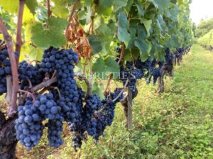 Magnificent family vineyard estate near Saint-Émilion