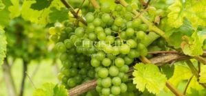 Iconic vineyard estate - Ile d'Oléron