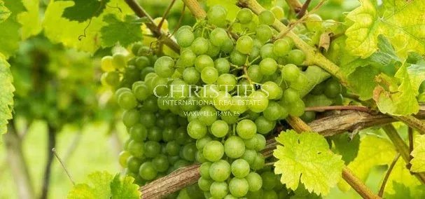 Iconic vineyard estate - Ile d'Oléron