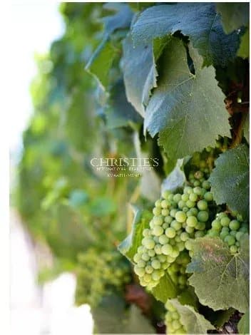 Propriété viticole iconique - Île d’Oléron