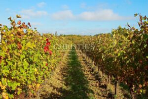 Turnkey 9-hectare vineyard estate