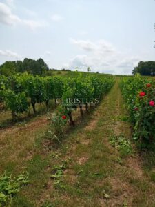 交钥匙的 9 公顷葡萄园庄园 — 有机葡萄园(仅一块),维护良好 — 房屋已翻新