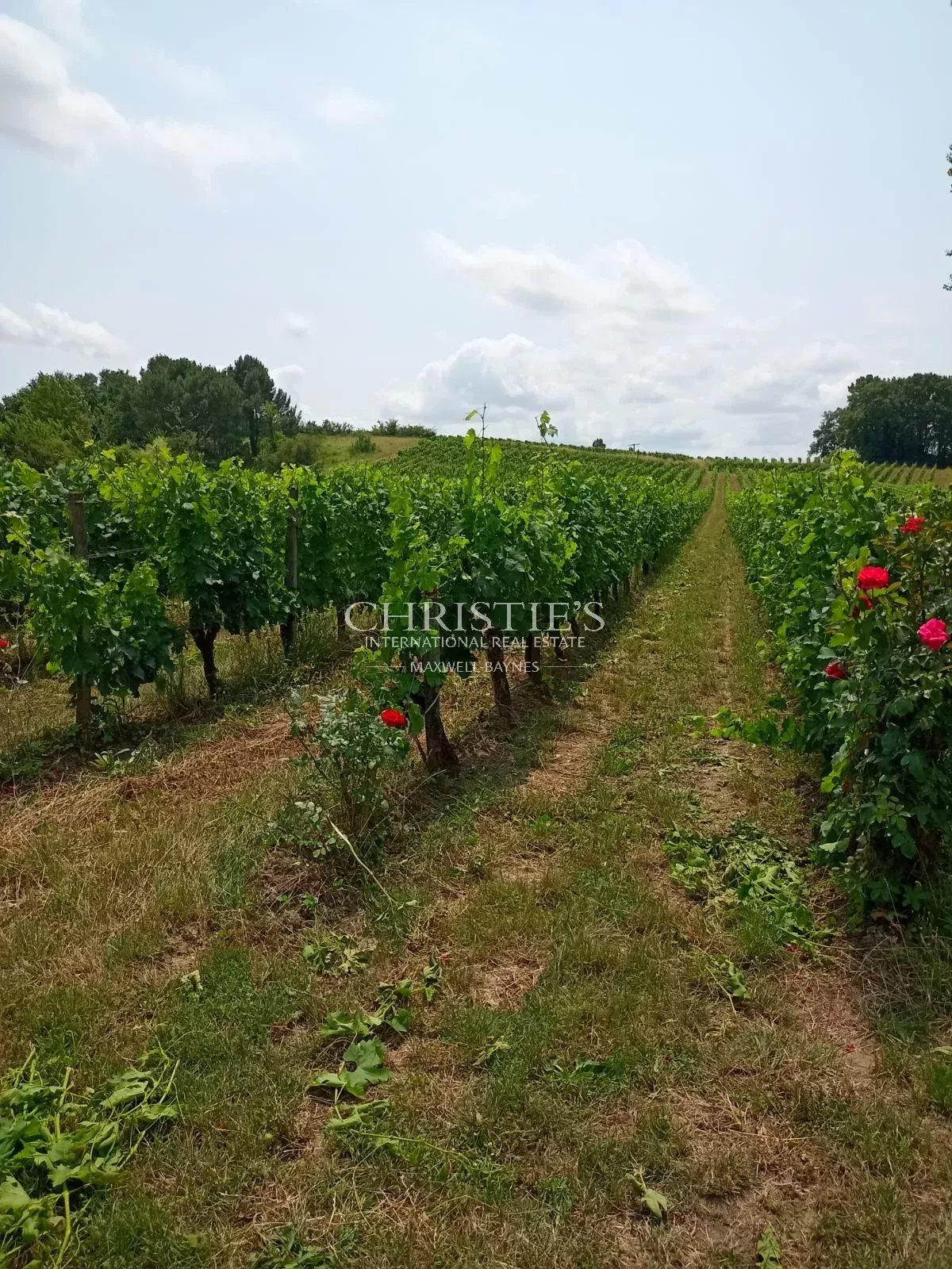 交钥匙的 9 公顷葡萄园庄园 — 有机葡萄园(仅一块),维护良好 — 房屋已翻新
