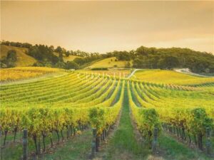 Vignoble Grande Champagne