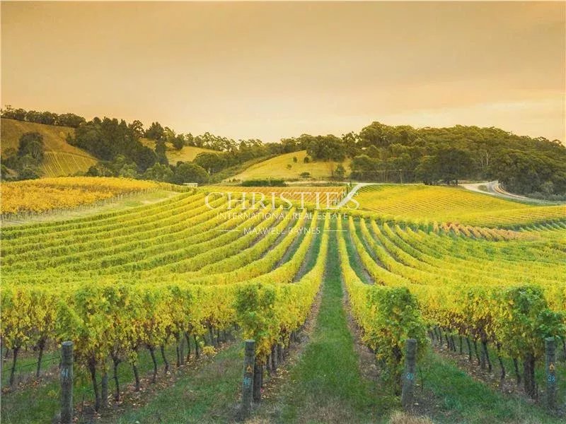 Vignoble Grande Champagne