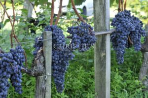 Vignoble d’exception au cœur de l’appellation Saint-Estèphe