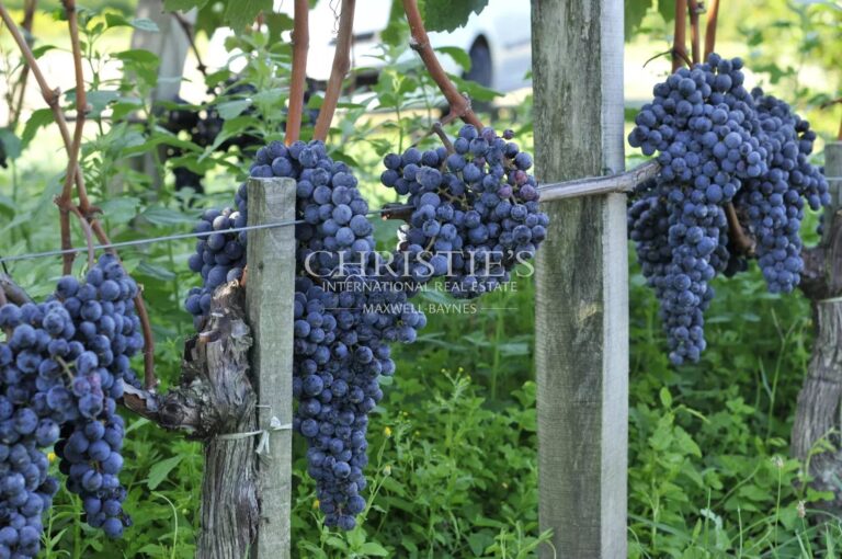 Vignoble d’exception au cœur de l’appellation Saint-Estèphe