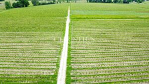 Propriété viticole de 28 ha en excellent état avec bâtiments de caractère