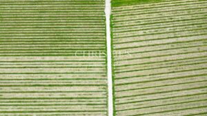 Propriété viticole de 28 ha en excellent état avec bâtiments de caractère