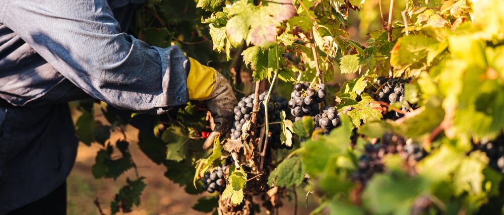 faire la différence entre viticole et vinicole