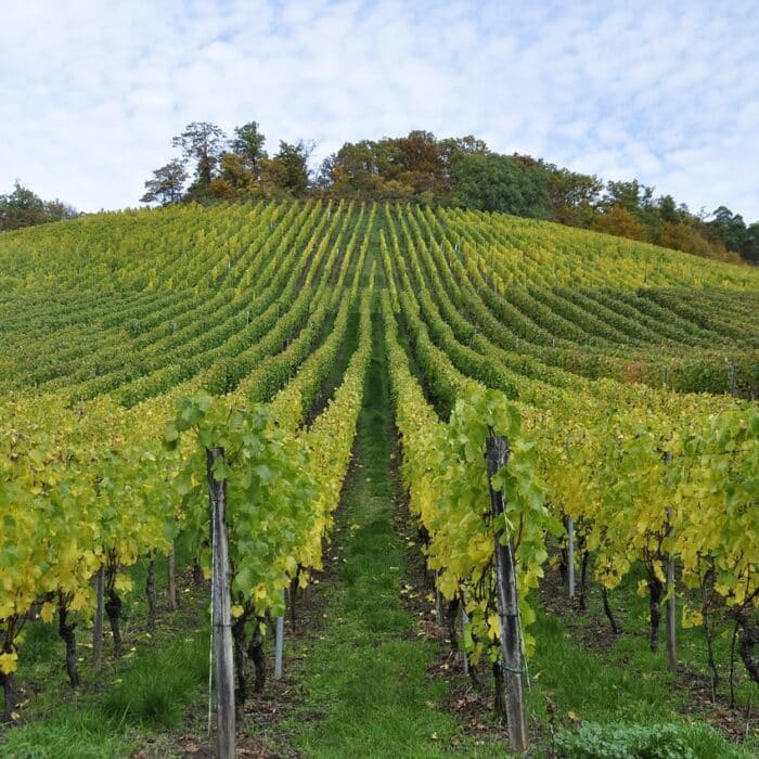 What Is the Difference Between Viticultural and Vinicultural? What Is the Difference Between Viticultural and Vinicultural?