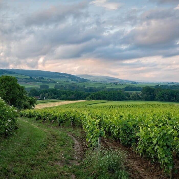 What Is a Vineyard? Everything You Need to Know to Invest in an Exceptional Estate What Is a Vineyard? Everything You Need to Know to Invest in an Exceptional Estate