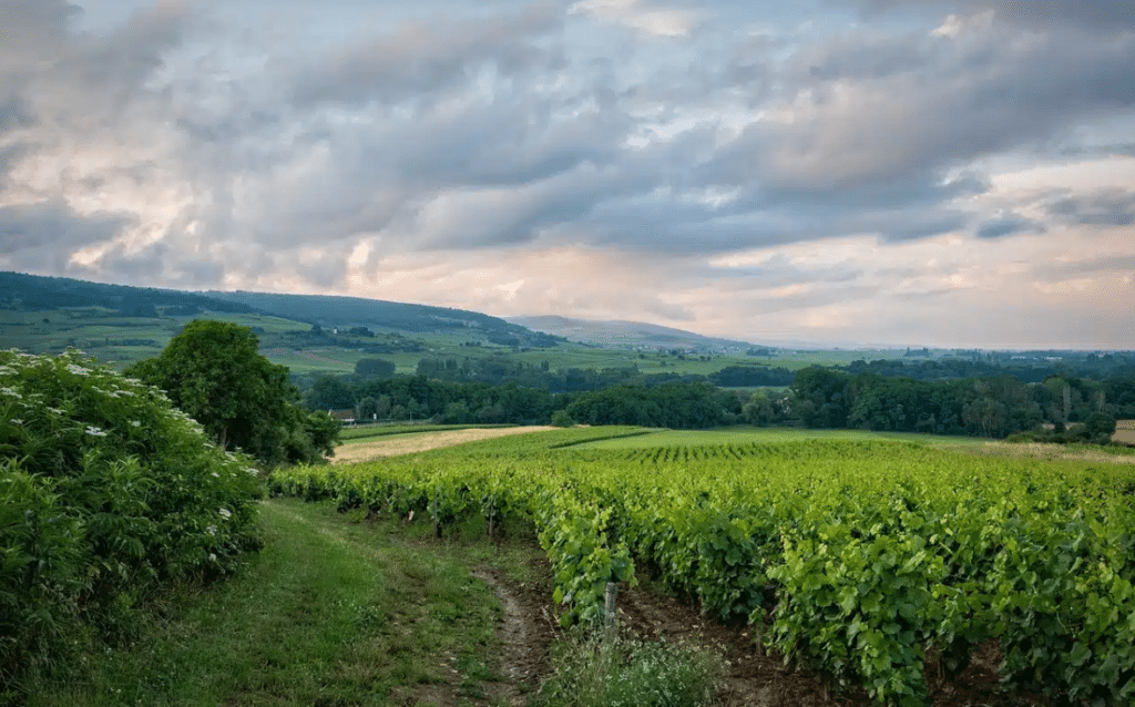 Qu'est-ce qu'un vignoble ?