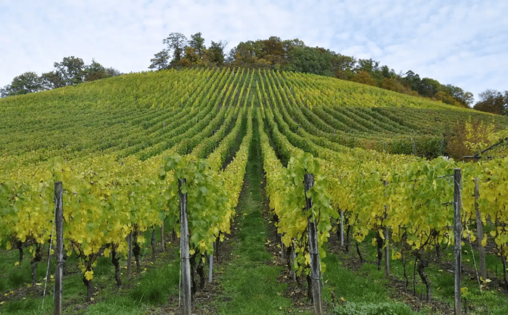 Quelle est la différence entre viticole et vinicole ?