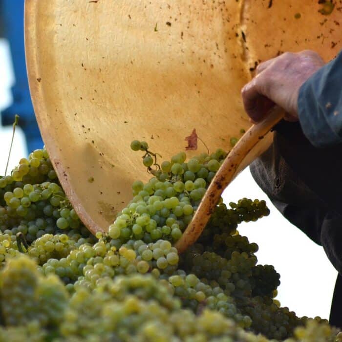 How to Become a Winemaker How to Become a Winemaker