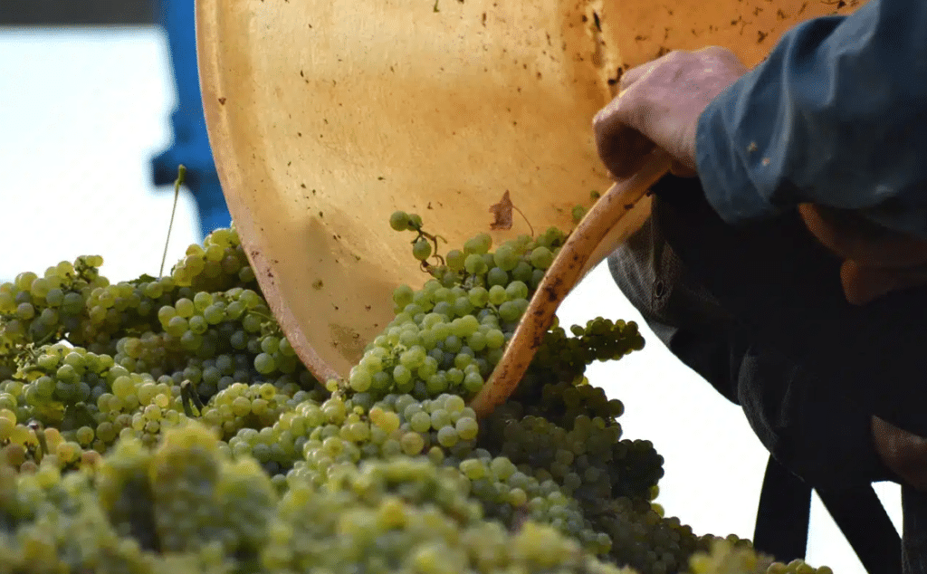 Comment devenir vigneron ?