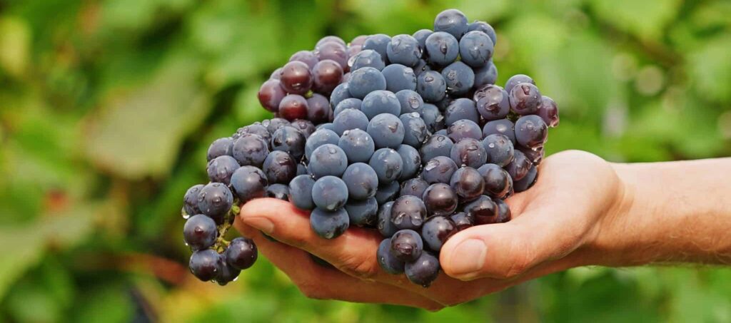 Acheter des parts dans un vignoble, un investissement simplifié