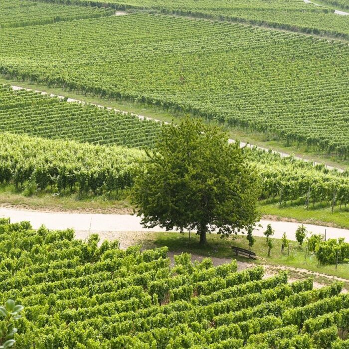 How to Invest in a Vineyard? How to Invest in a Vineyard?