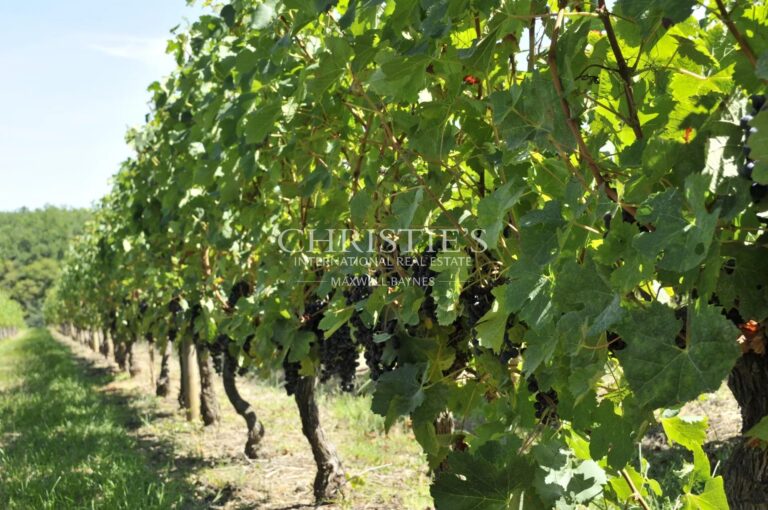 Propriété viticole en AOC Montagne, Lalande de Pomerol et Bordeaux - Outil de production en bon état