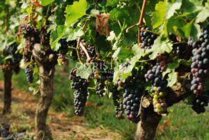 Propriété viticole en AOC Montagne, Lalande de Pomerol et Bordeaux - Outil de production en bon état