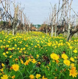 Propriété viticole en AOC Montagne, Lalande de Pomerol et Bordeaux - Outil de production en bon état