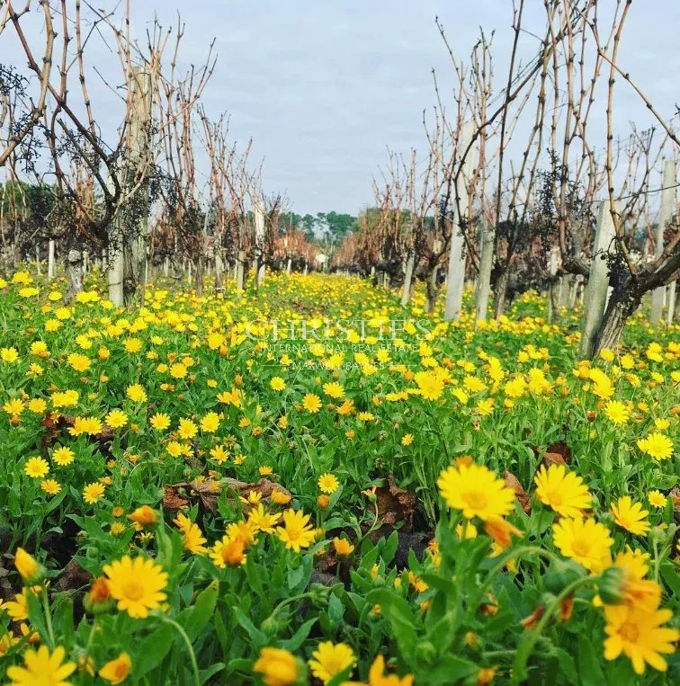 Propriété viticole en AOC Montagne, Lalande de Pomerol et Bordeaux - Outil de production en bon état