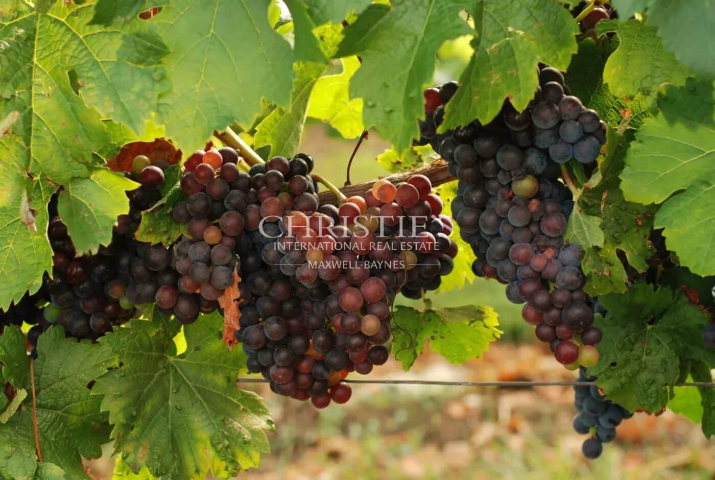 A vendre ancienne maison de vigneron - Saint-Emilion