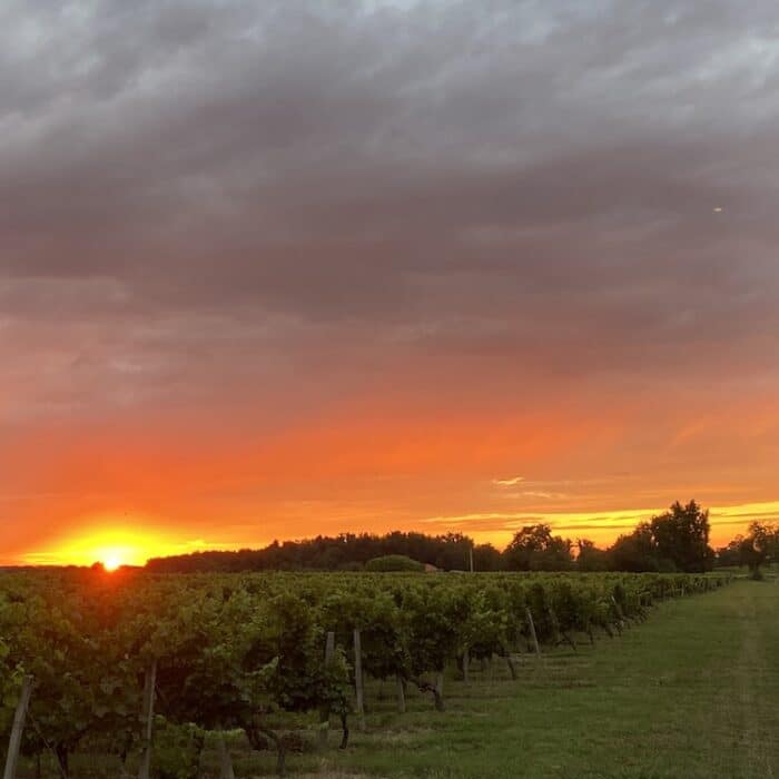 Purchasing a distressed vineyard