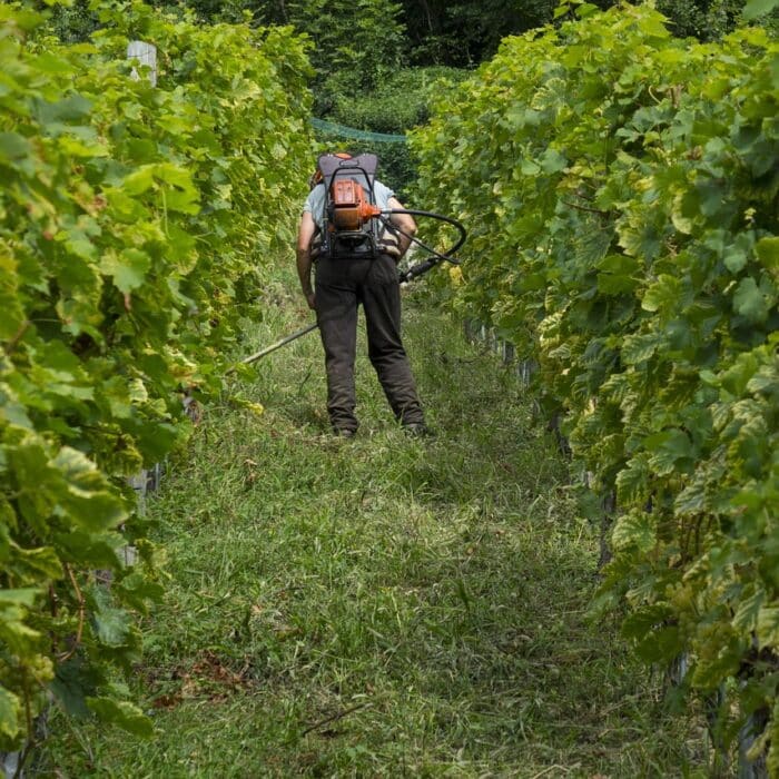 Quelle est la différence entre un vigneron et un viticulteur ?