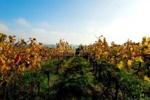 BORDEAUX 35MN - ENTRE-DEUX-MERS - SUPERBE DEMEURE EN PIERRE - 1,2 HECTARE - PISCINE