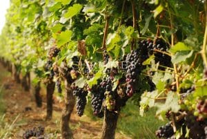 For sale – Parcel of AOP Bordeaux vines with winery