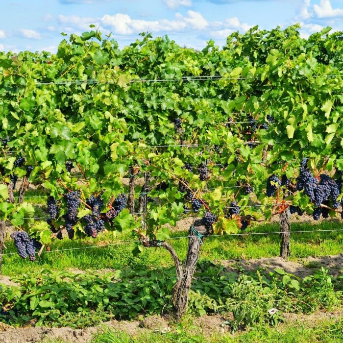 How to ensure the management of a vineyard? How to ensure the management of a vineyard?