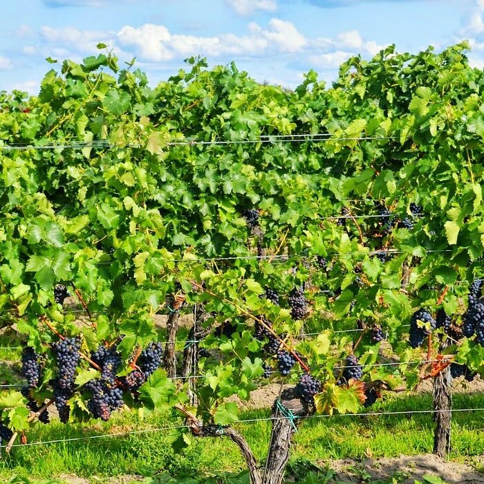 Gestion d’un Domaine Viticole : Comment Optimiser la Rentabilité et la Qualité ? Gestion d’un Domaine Viticole : Comment Optimiser la Rentabilité et la Qualité ?