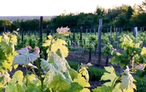 Domaine viticole avec élégant château historique dans le vignoble bordelais avec activité de chambres d'hôtes