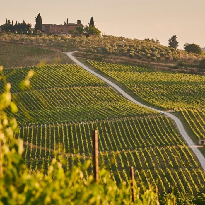 What Are the “Grape Varieties of Bordeaux” ? What Are the “Grape Varieties of Bordeaux” ?